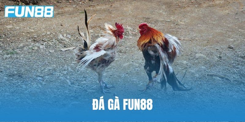 Tính năng nổi bật của đá gà Fun88